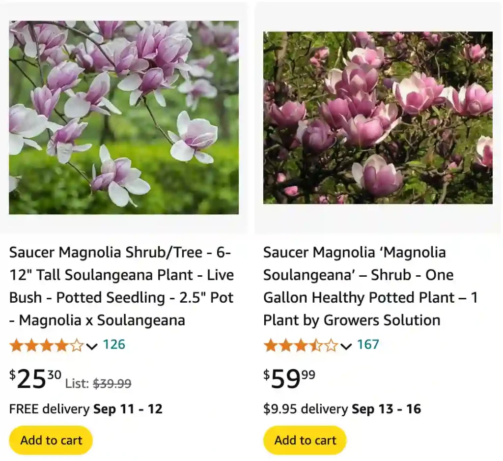 Magnolia Soulangeana | Monsteraholic