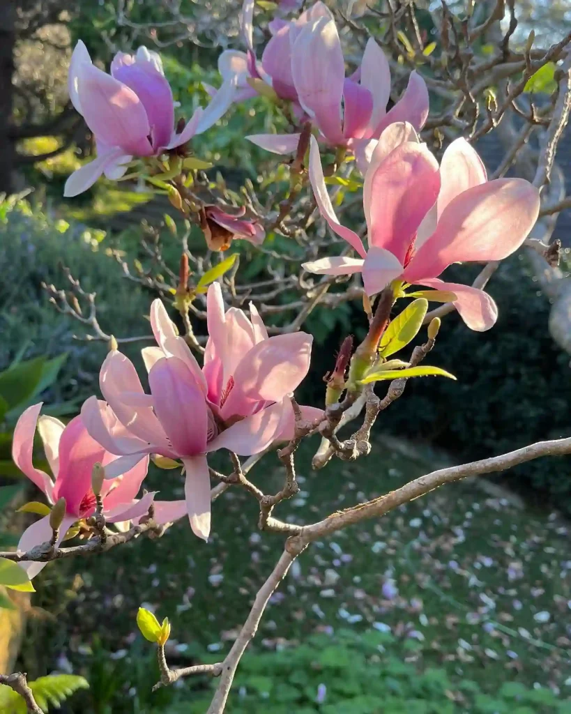 Magnolia Soulangeana