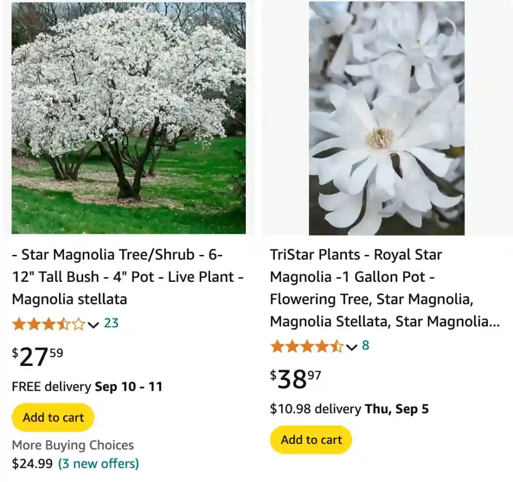 Magnolia Stellata | Monsteraholic