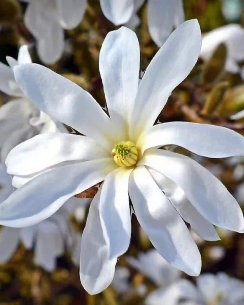 Magnolia Stellata