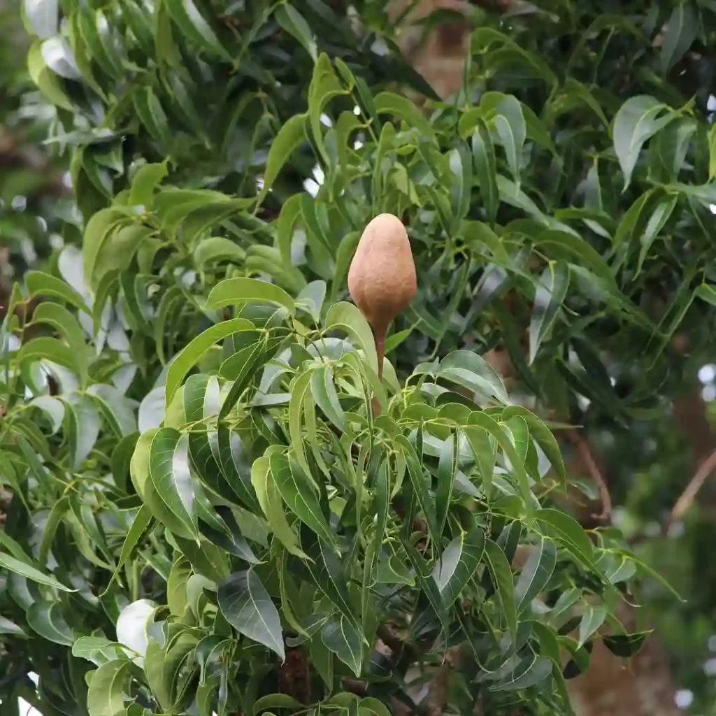 Mahogany Tree