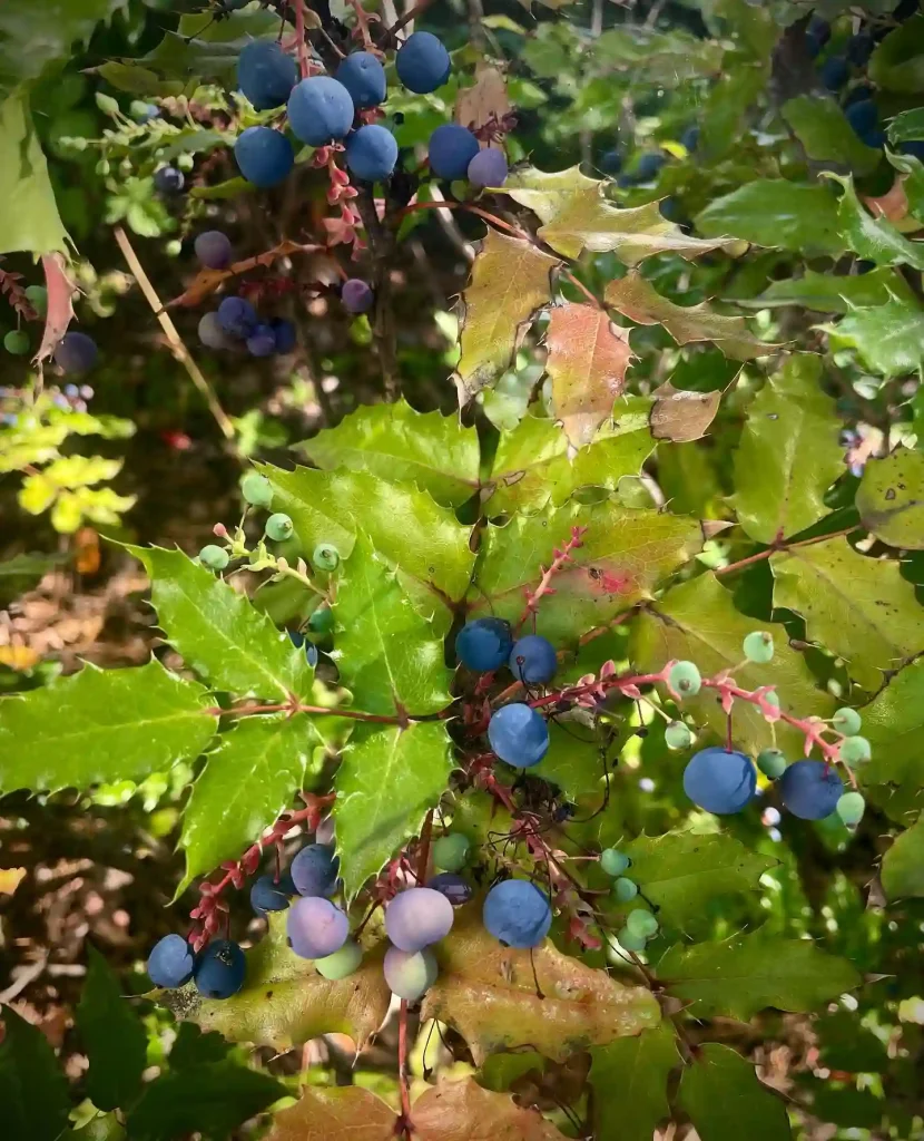 Mahonia Aquifolium