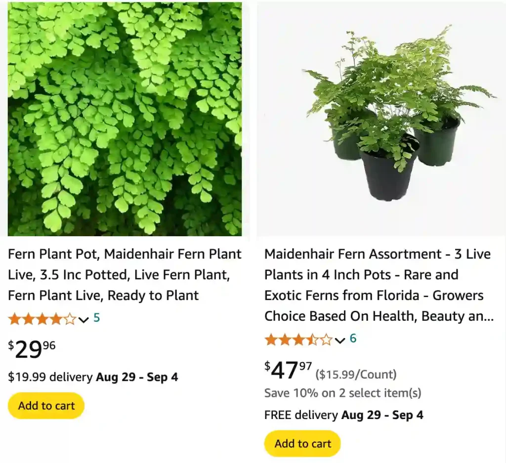 Maidenhair Fern | Monsteraholic