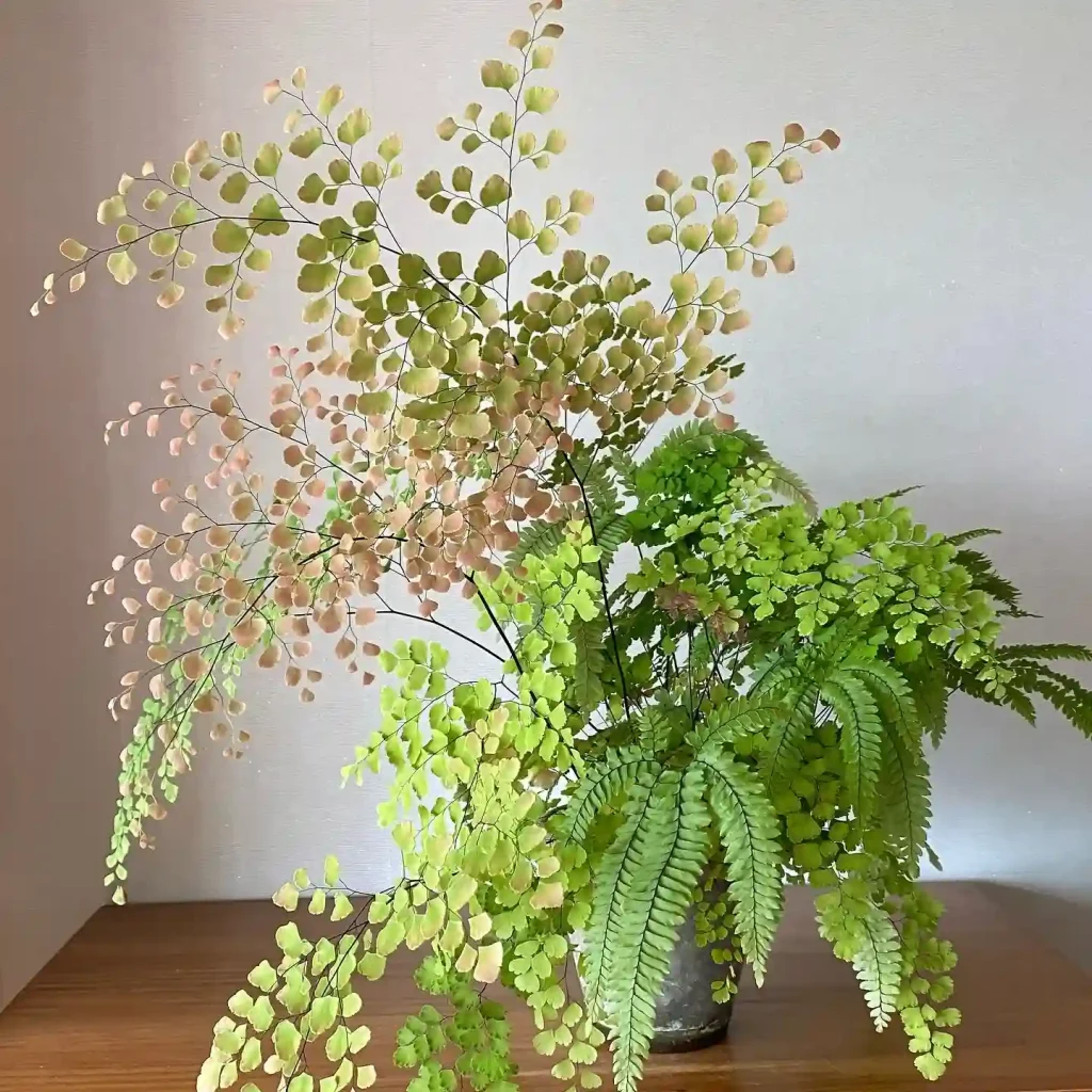 Maidenhair Fern