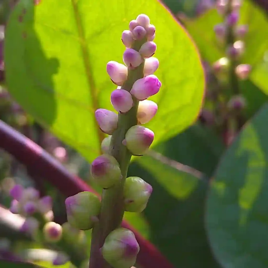 Malabar Spinach