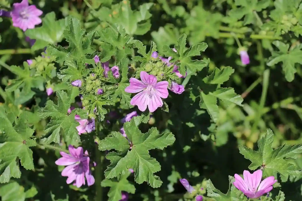 Malva Neglecta