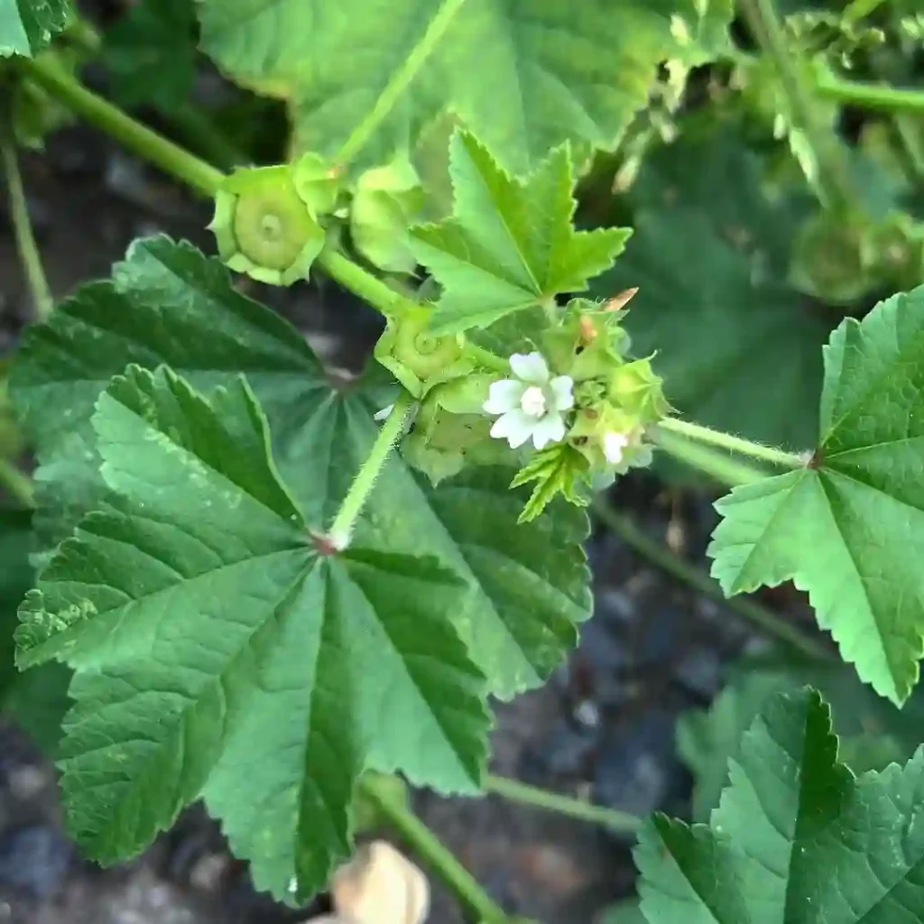 Malva Parviflora