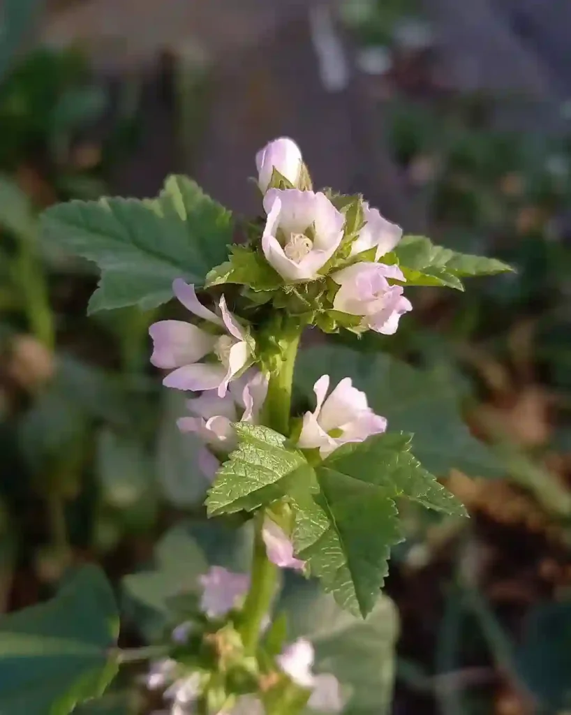 Malva Verticillata