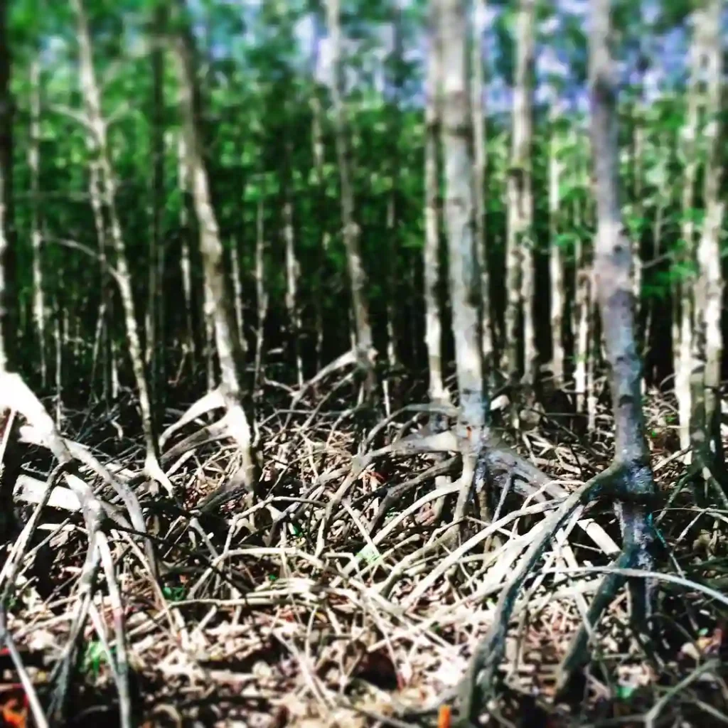 Mangrove Tree