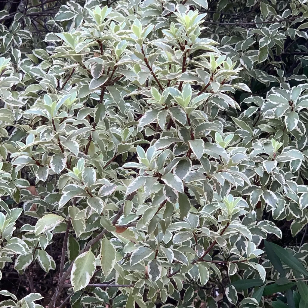 Marjorie Channon Pittosporum