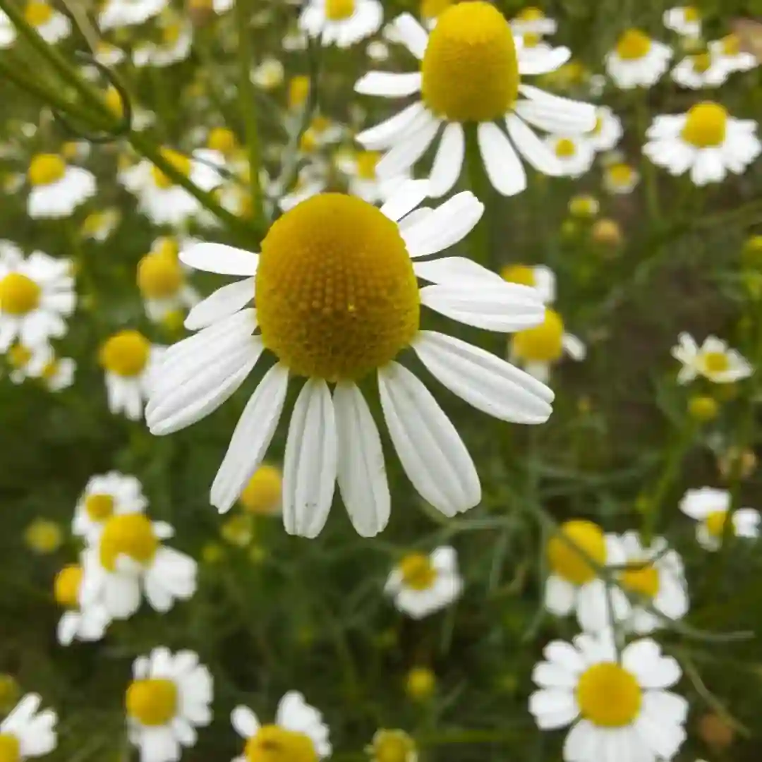 Plant FAQs: Matricaria Chamomilla - German Chamomile