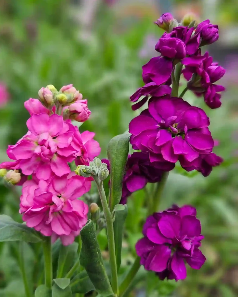 Matthiola Incana