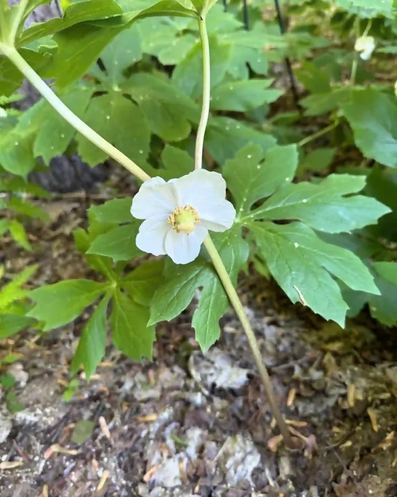 Mayapple