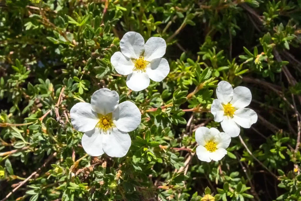 McKay's White Potentilla