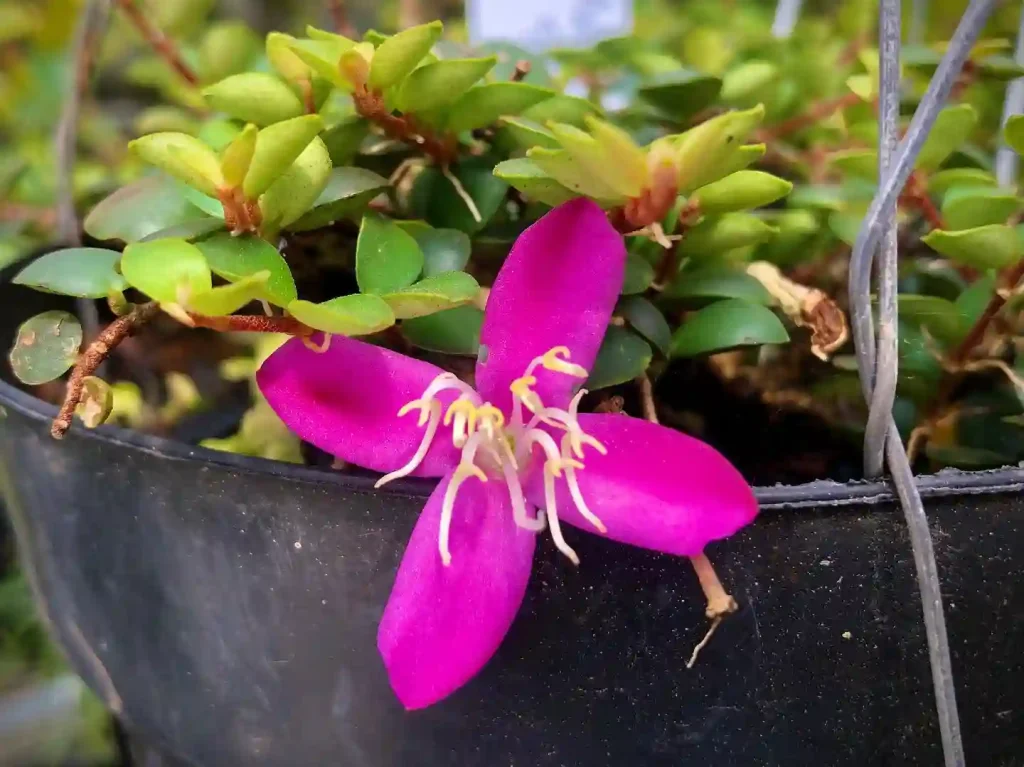 Medinilla Sedifolia