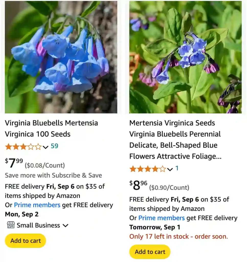 Mertensia Virginica | Monsteraholic