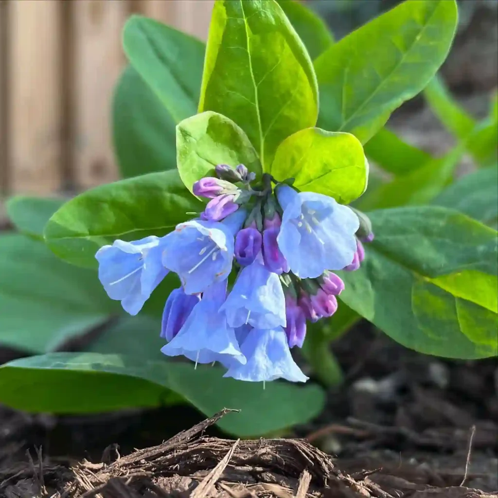 Mertensia Virginica