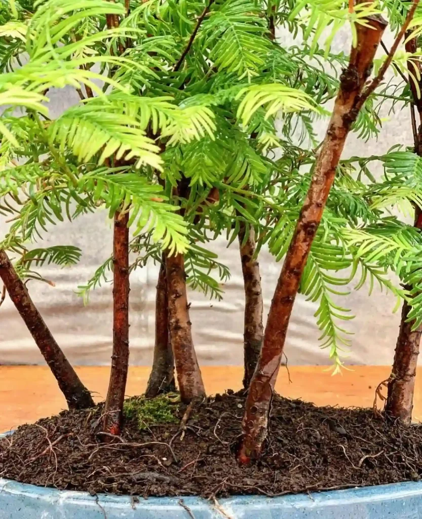 Metasequoia Glyptostroboides