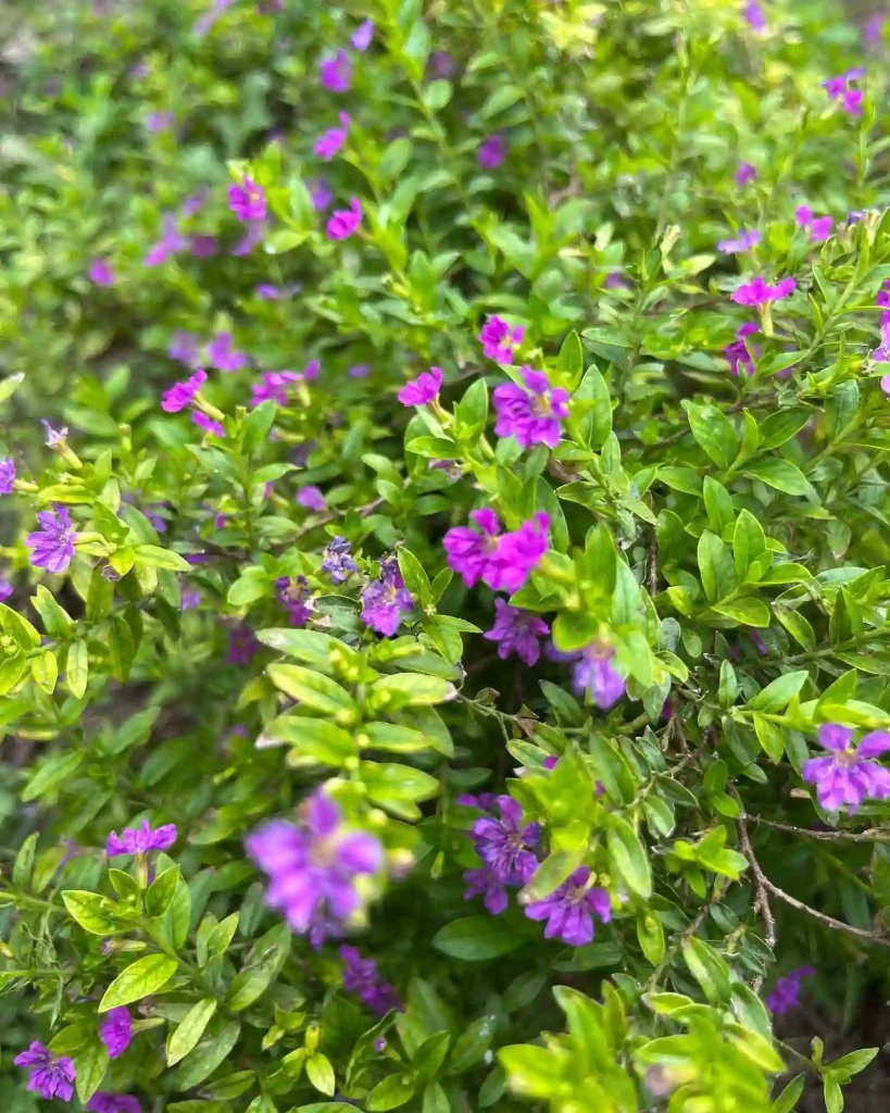 Mexican Heather