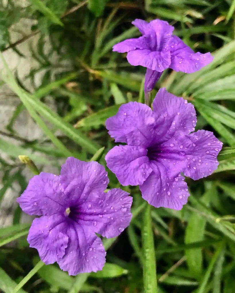 Mexican Petunia