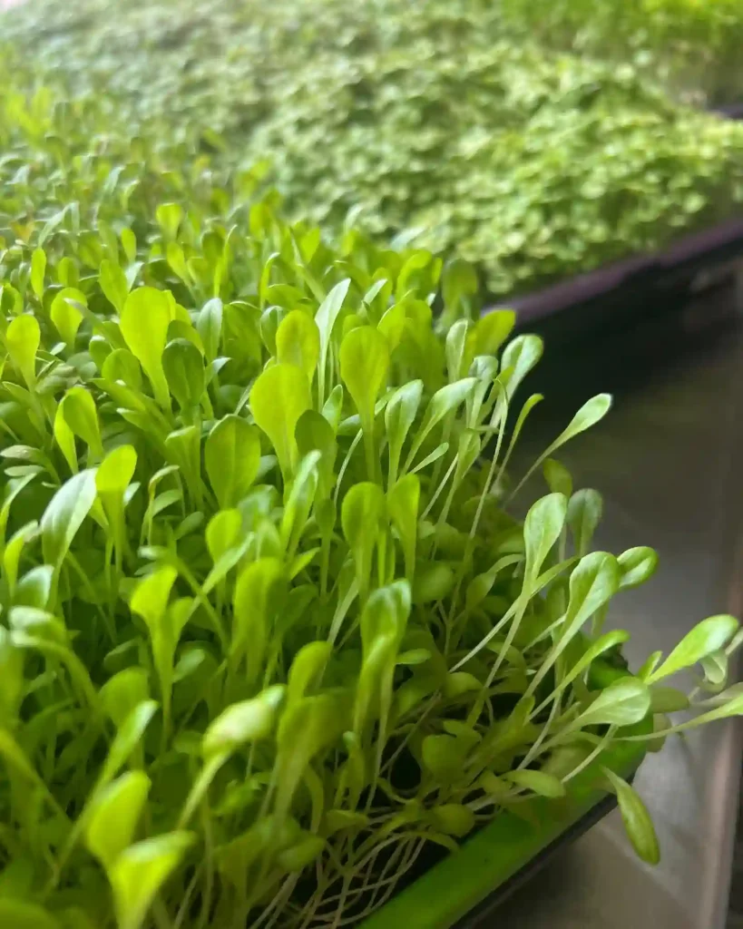 Microgreen