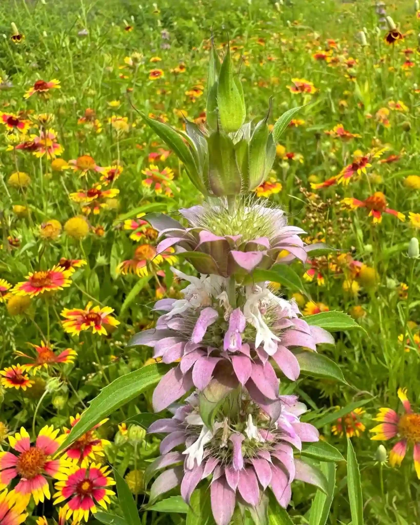 Monarda Citriodora