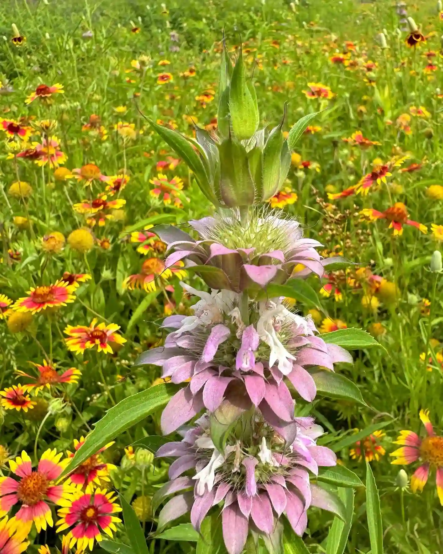 Plant FAQs: Monarda Citriodora - Lemon Bee Balm