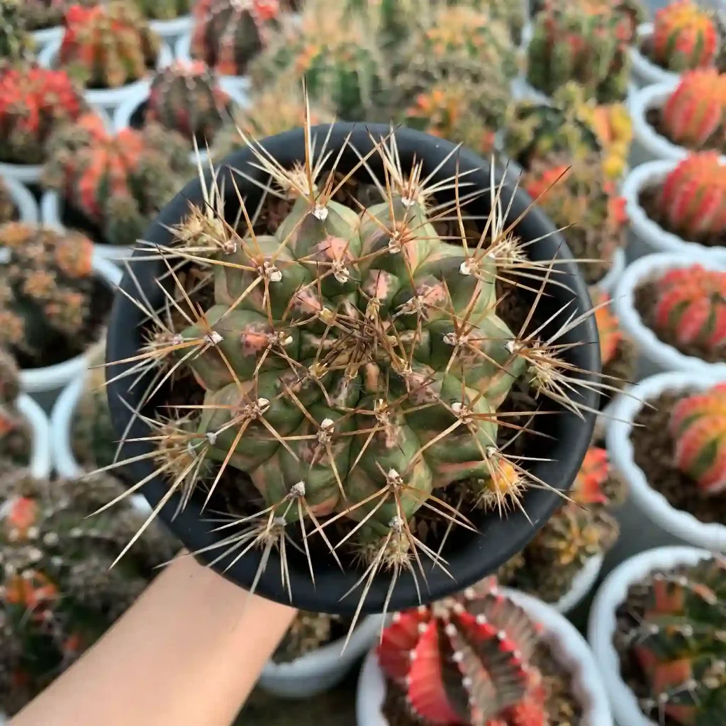 Moon Cactus