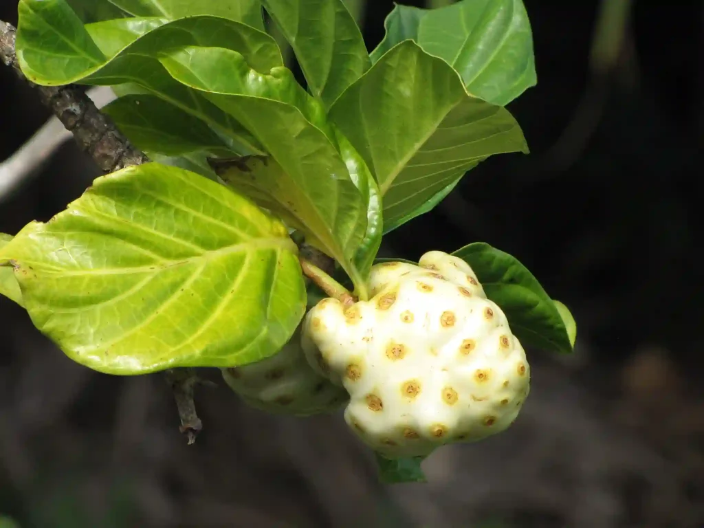 Morinda Citrifolia