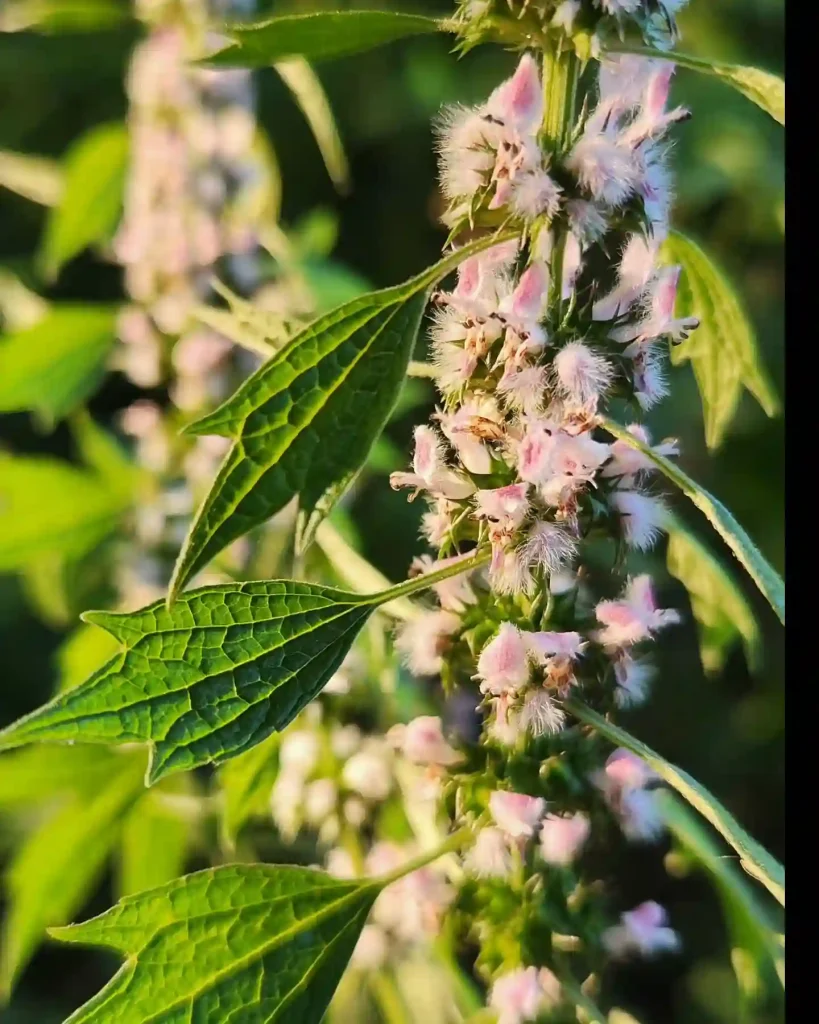 Motherwort