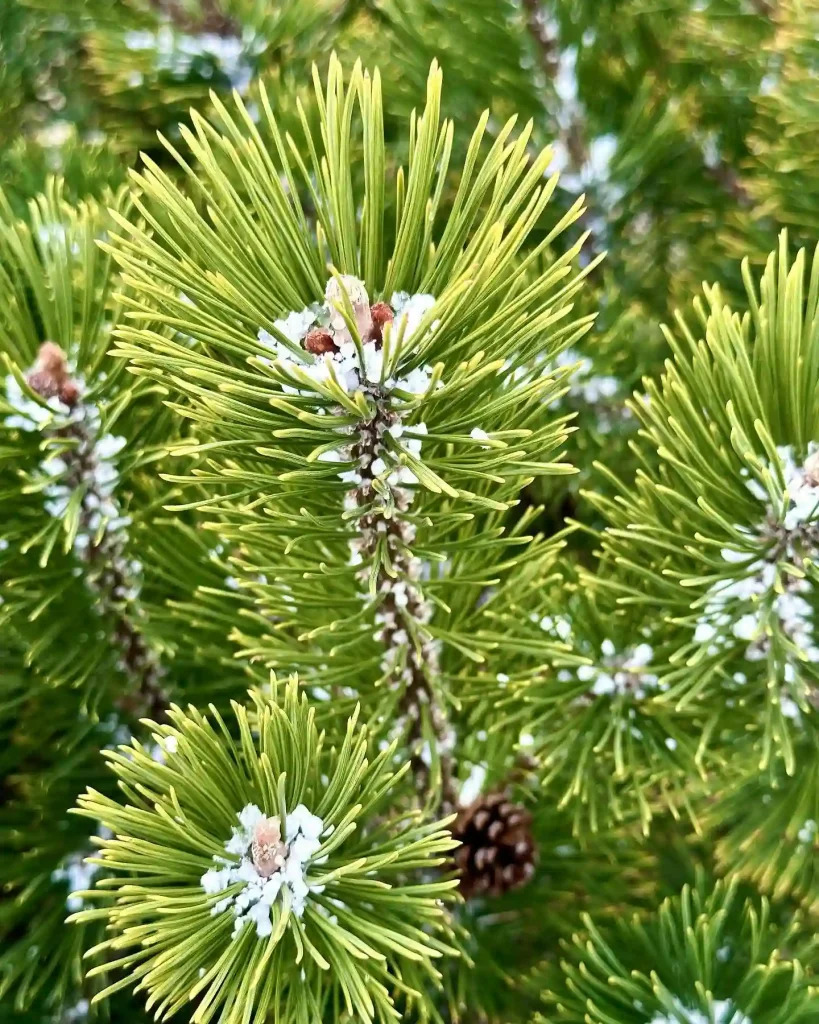 Mugo Pine