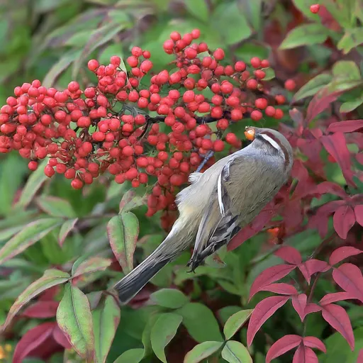 Nandina