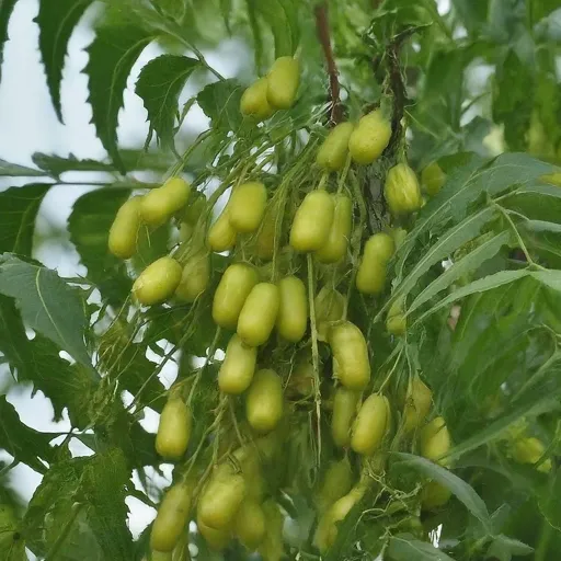 Neem Tree