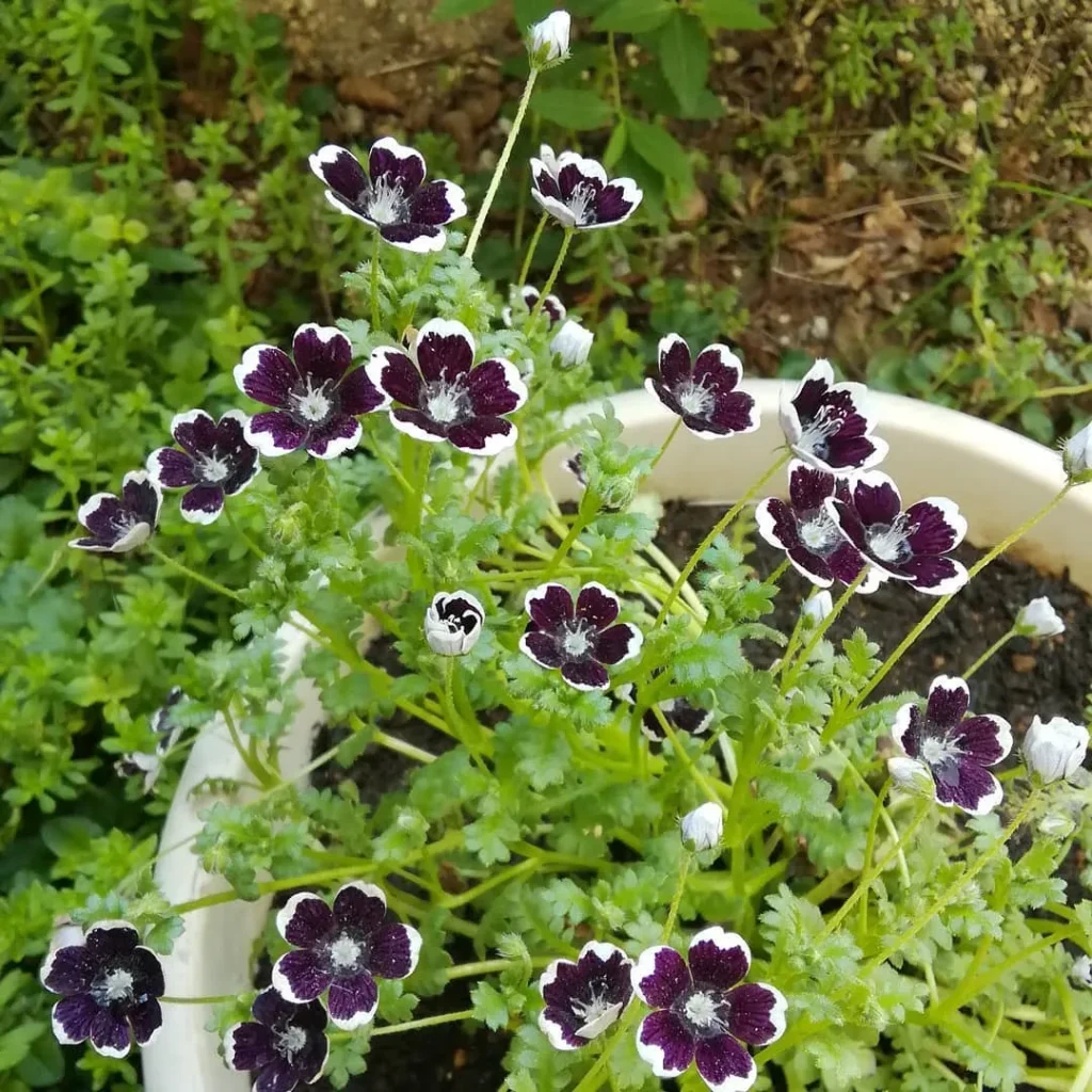 Nemophila Penny Black