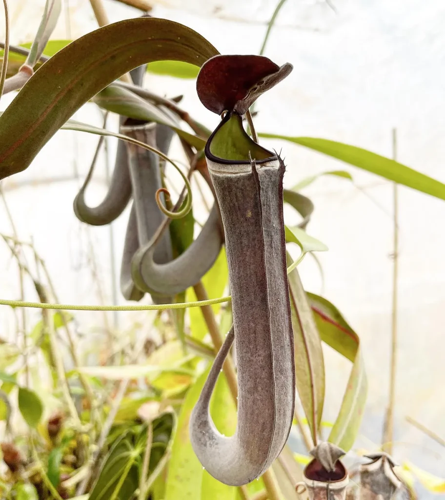 Nepenthes Albomarginata Black