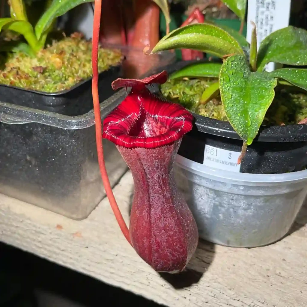 Nepenthes Briggsiana