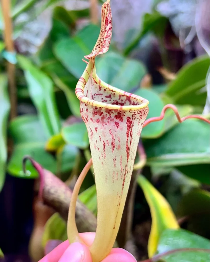 Nepenthes Epiphytica