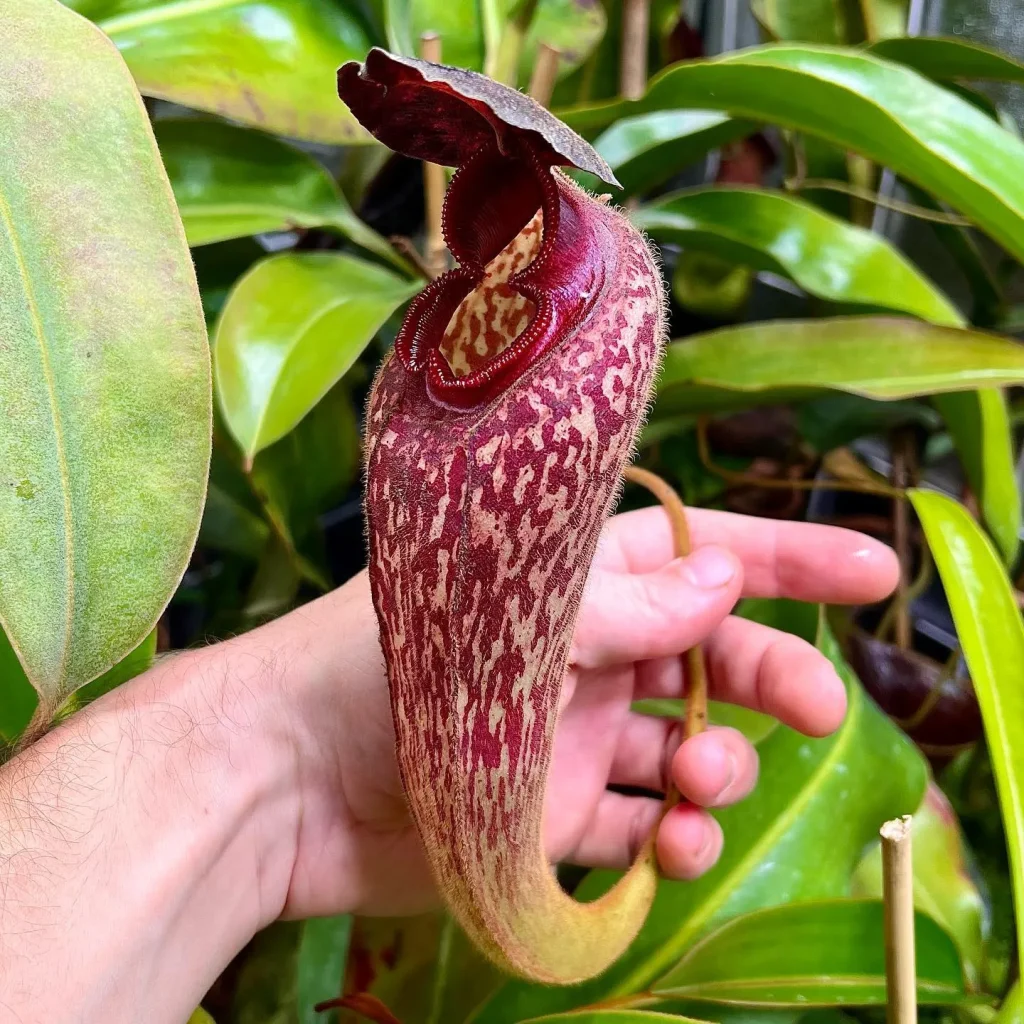 Nepenthes Klossii