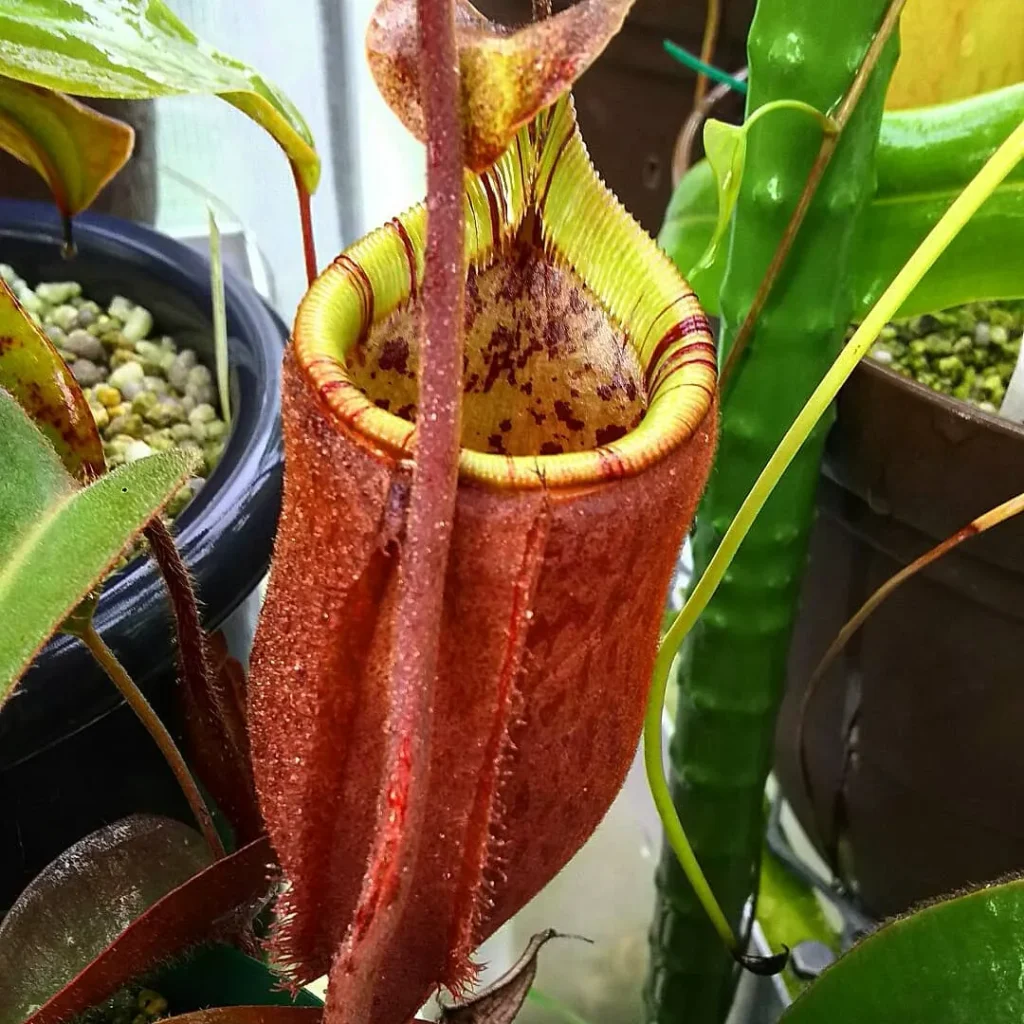 Nepenthes Palawanensis