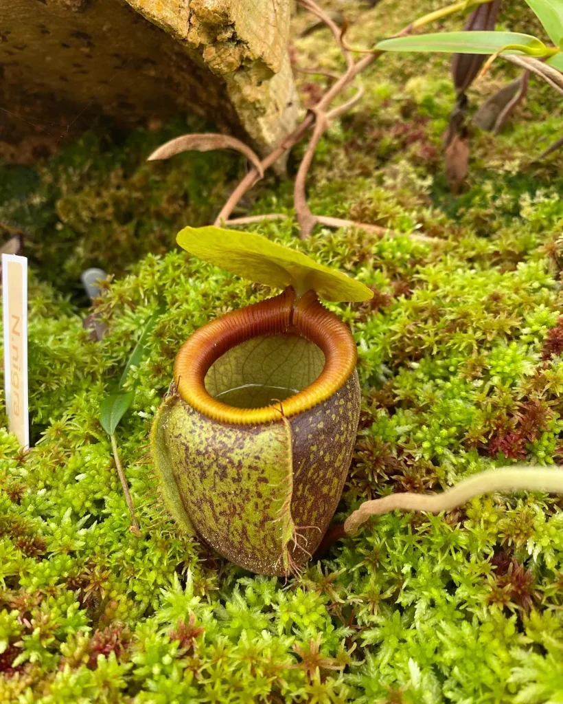 Nepenthes Undulatifolia