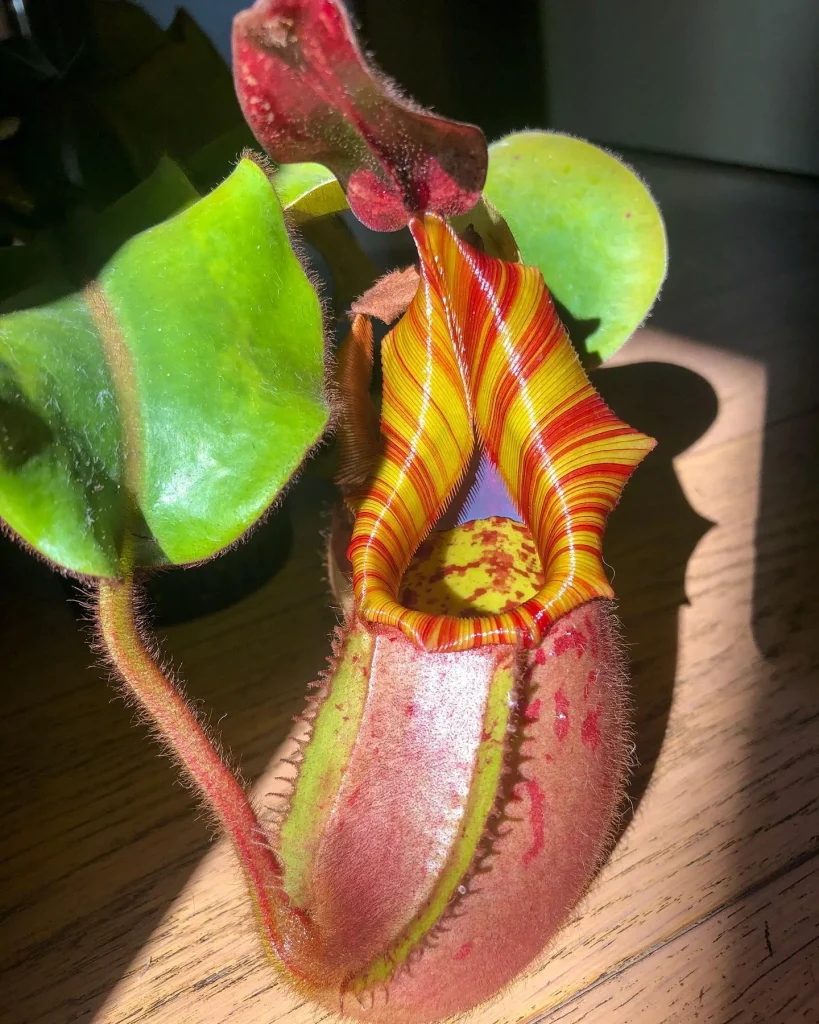 Nepenthes Veitchii Candy Dreams