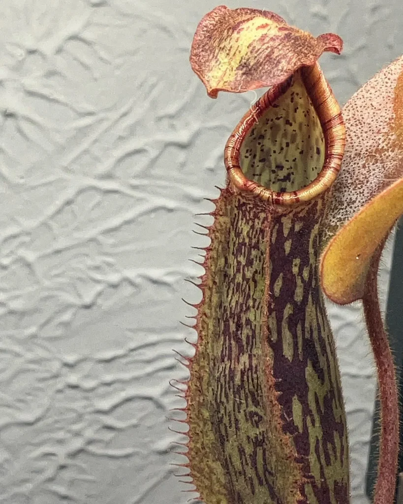 Nepenthes Vivid Machine