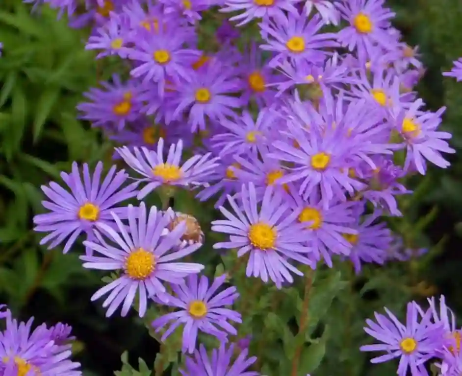 New England Aster