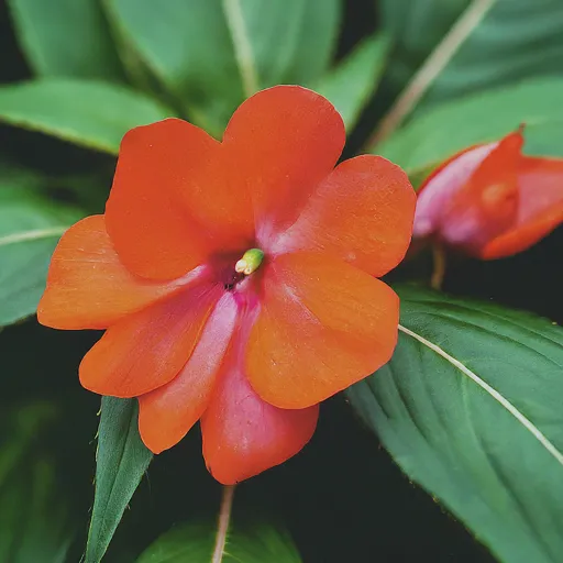 New Guinea Impatiens