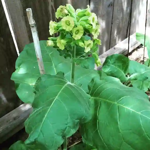 Nicotiana Rustica