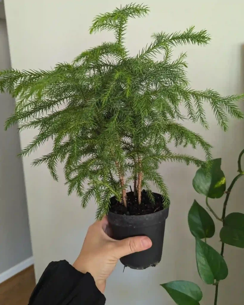 Norfolk Island Pine