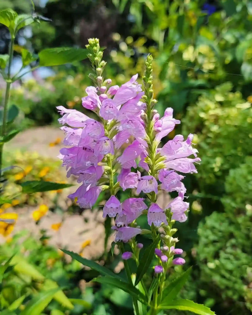 Obedient Plant