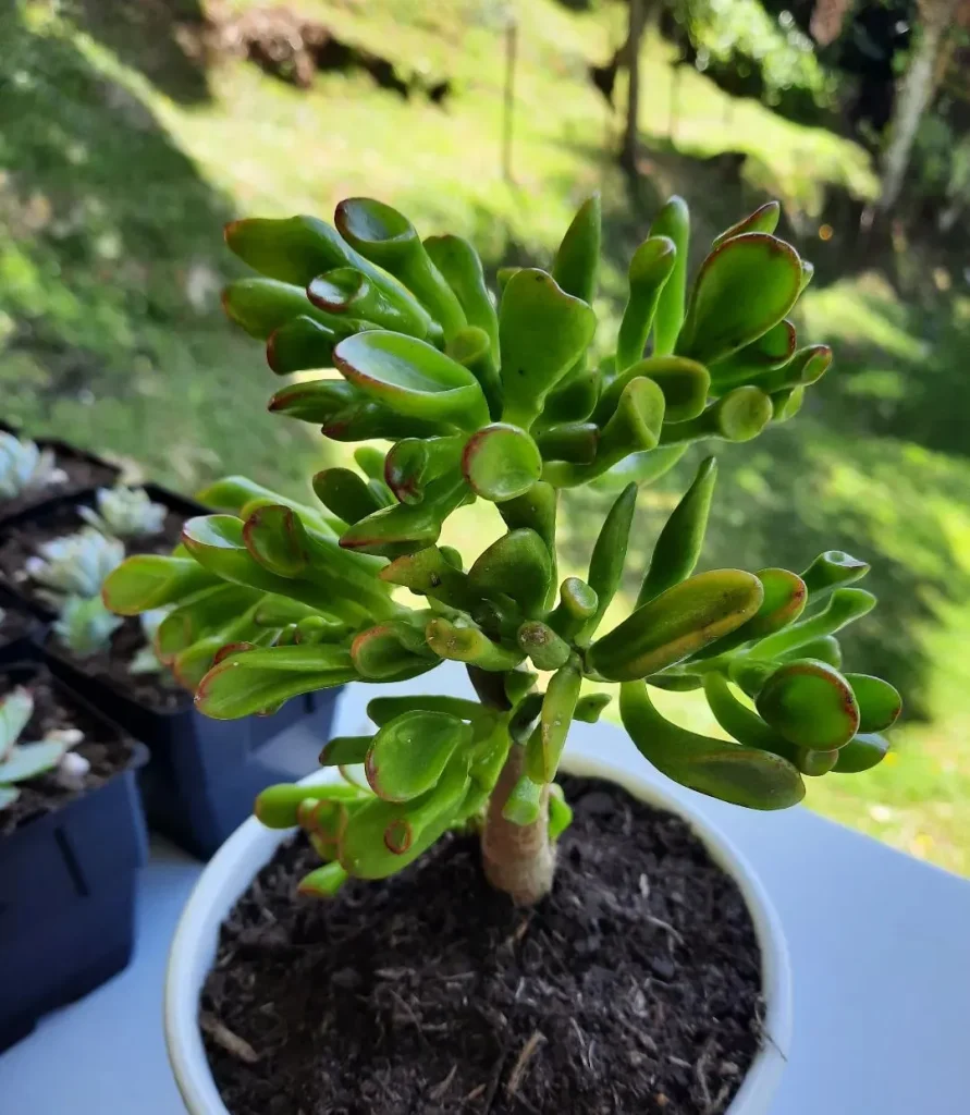 Ogre Ear Succulent