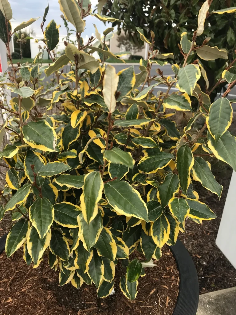 Olive Martini Elaeagnus