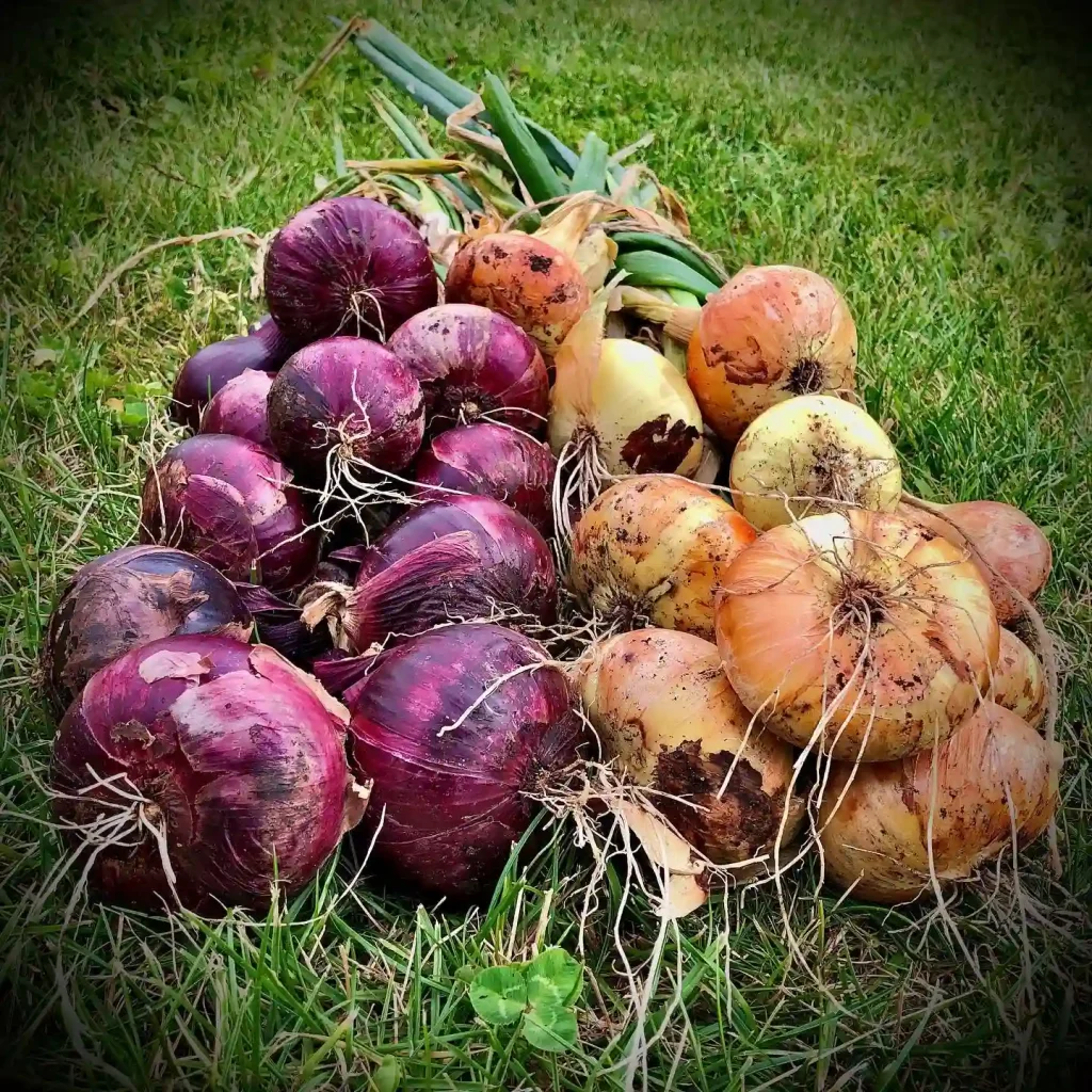 Onion Plant